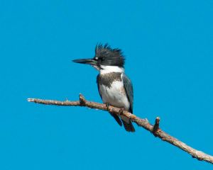 I was so lucky to see a belted kingfisher on my way into town. These cute little birds are often seen near bodies of water.  In my case: the White River :)