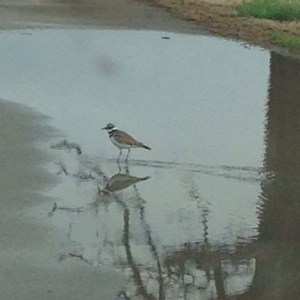 I wish my pics could be better.  This neat little bird is so cute.  He runs along the ground on his tall thin legs.