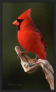 cardinal