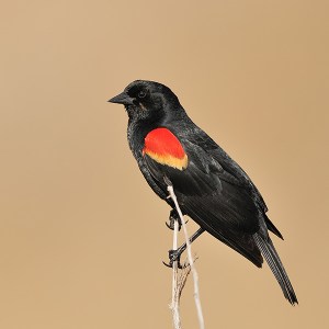 RedWingedBlackbirdJoC3