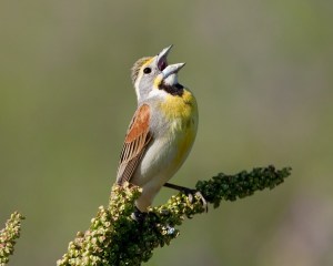 dickcissel_2352