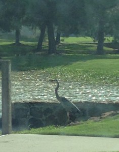 This tall fellow greats me everyday on my way home from work! 