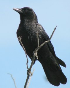crow