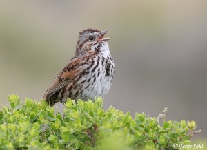 Song Sparrow