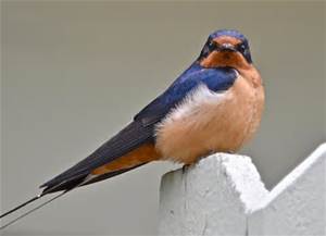 barn swallow