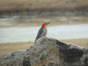 birdswoodpecker